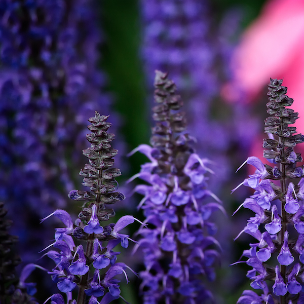 img salvia nemorosa april night